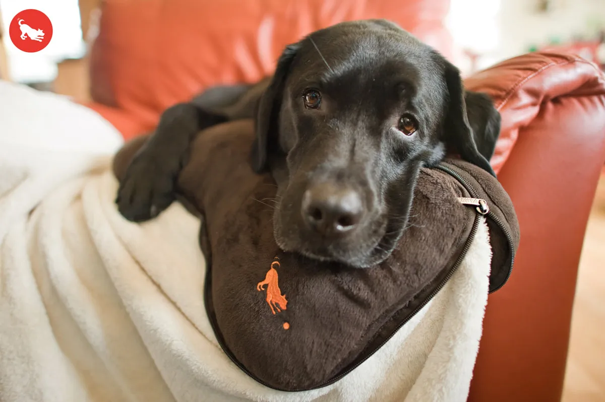 Big Bone Travel Cushion and Blanket